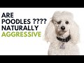 Are Poodles Naturally Aggressive Dogs Are Poodles Prone To Aggression AnimalPlatoon
