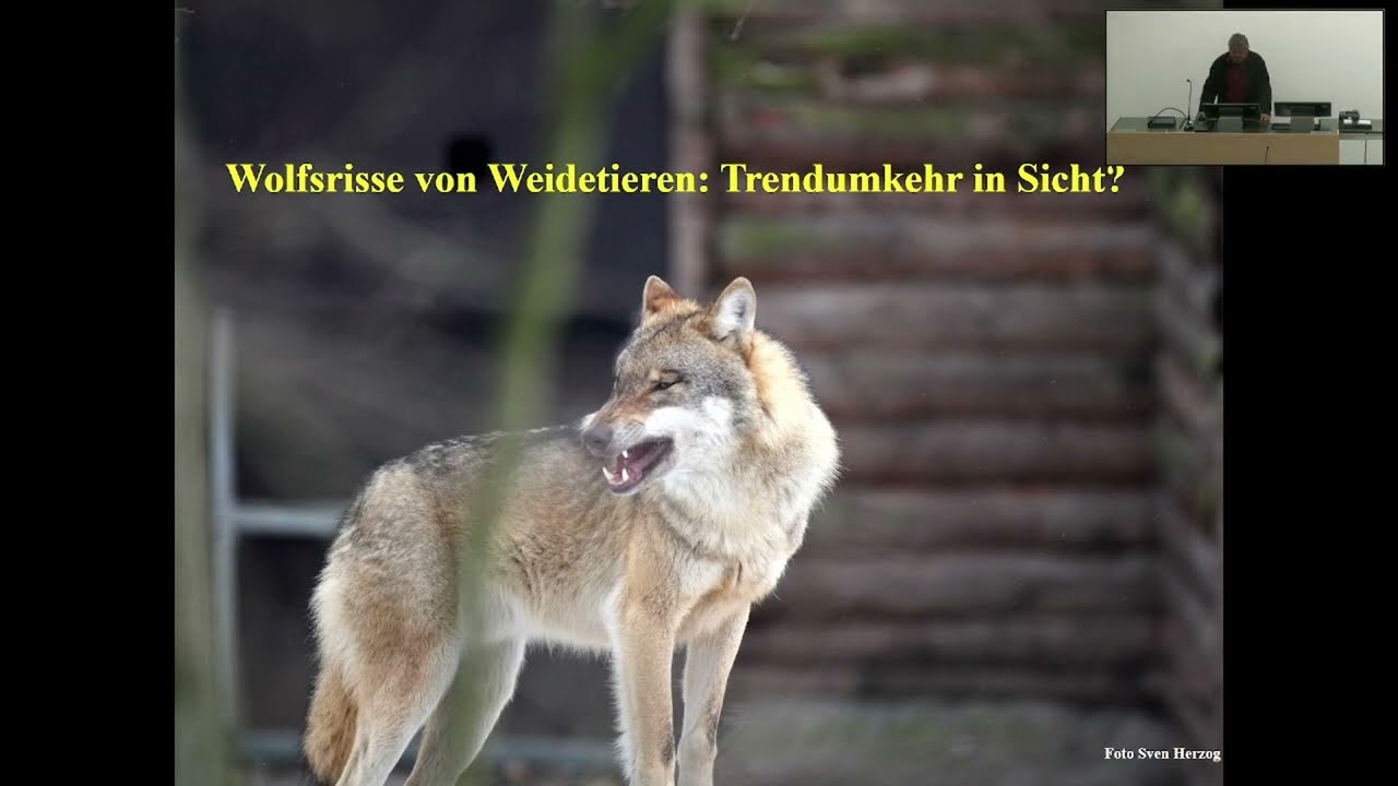 Wolfsrisse von Weidetieren: Trendumkehr in Sicht?