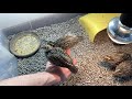 Pet California quails jump on my hand and let me take them for a trip!!!