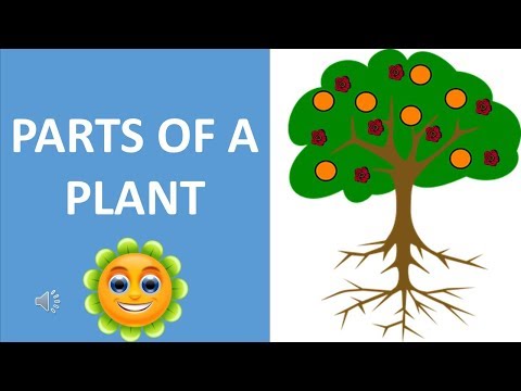 PARTS OF A PLANT || EDIBLE PARTS OF A PLANT || PLANTS PART AS FOOD || SCIENCE VIDEO FOR CHILDREN