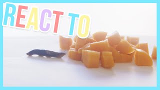 Snail mukbang (lots of carrots)  - React to | Furry Friends