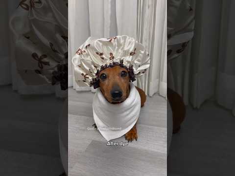 When you get a black tan dachshund #dogs #dog
