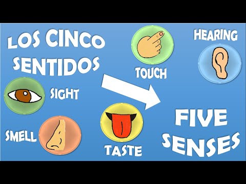 LOS CINCO SENTIDOS EN INGLES Y ESPAÑOL - Inglés Para Niños