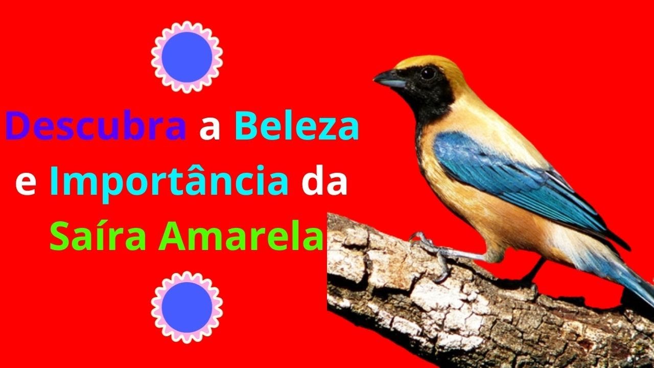 Descubra a Beleza e Importância da Saíra Amarela.