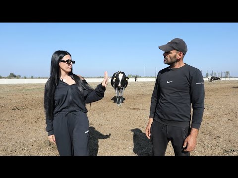 E dini pse quhet Hamil? Sepse aty hahet e milet gjithë ditën. 