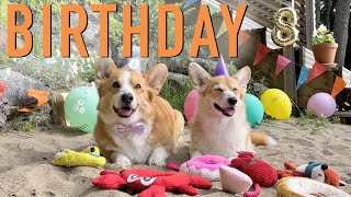 8th BIRTHDAY PARTY! - Topi the Corgi