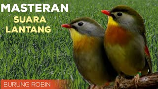 Download lagu Robin gacor dan lantang ll masteran burung kicau mp3 Download lagu Robin gacor dan lantang ll masteran burung kicau mp3