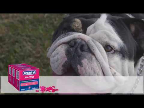 YouTube video about: Can dogs have grape flavored benadryl?