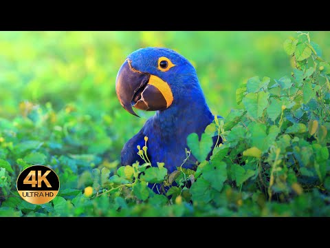 Animals of South America. Voices and sounds 4K Ultra HD