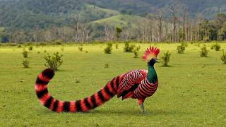 ISSO NÃO É NORMAL! 10 Aves com Adaptações que Desafiam a Lógica. #animais #brasil #biodiversidade