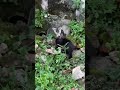 Tuxedo Kitten Vs Tabby Kitten
