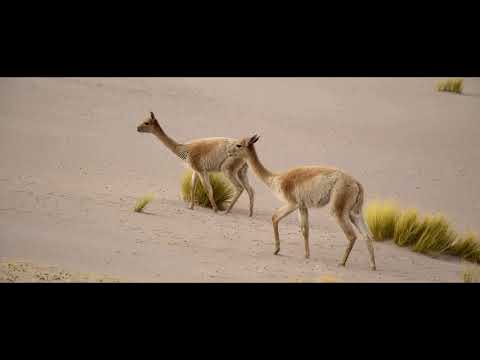 Vicuñas por Catamarca
