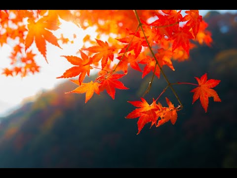 Đừng trách thu vàng lá rơi Sheet - Thái Hòa