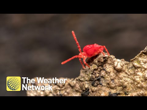 1st YouTube video about are clover mites dangerous
