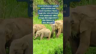 Zwei Elefanten sehen zum... #shorts #jokes #funny #happy