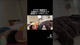 そこは重いよ、、미어캣(meerkat)#shorts