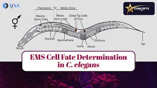 Download Lagu EMS CELL FATE DETERMINATION in C elegans i STAR CONCEPT I Thumbnail