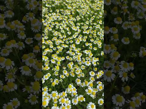 Hasvesting Chamomile Flowers #kehidupandidesa #livingineurope #nature #indonesian #flowers
