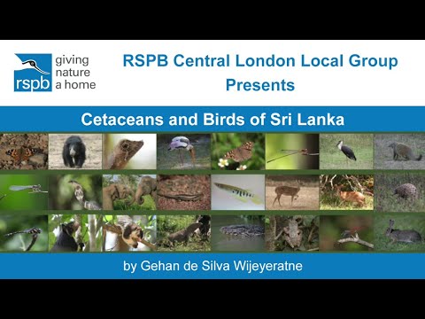 Cetaceans and Birds of Sri Lanka by Gehan de Silva Wijeyeratne.