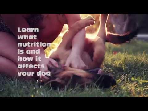 download lagu mp3 mp4 Canine Nutrition Course India, download lagu Canine Nutrition Course India gratis, unduh video klip Canine Nutrition Course India
