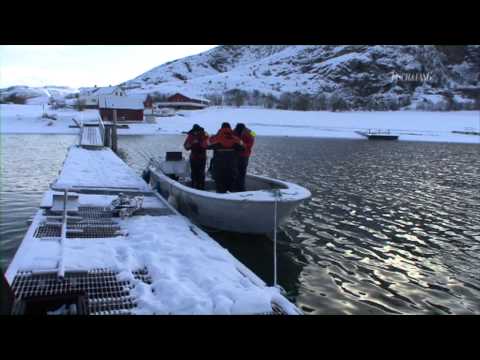 Fisch & Fang und Northern Explorers - Angeln in Flatanger und Namsfjord, TEIL 2