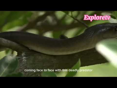 Black mamba vs Mongoose