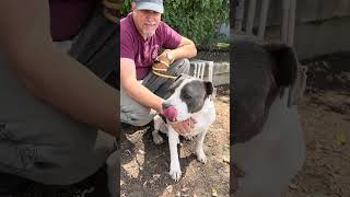 Video preview image #1 Mutt Puppy For Sale in Pasadena, CA, USA