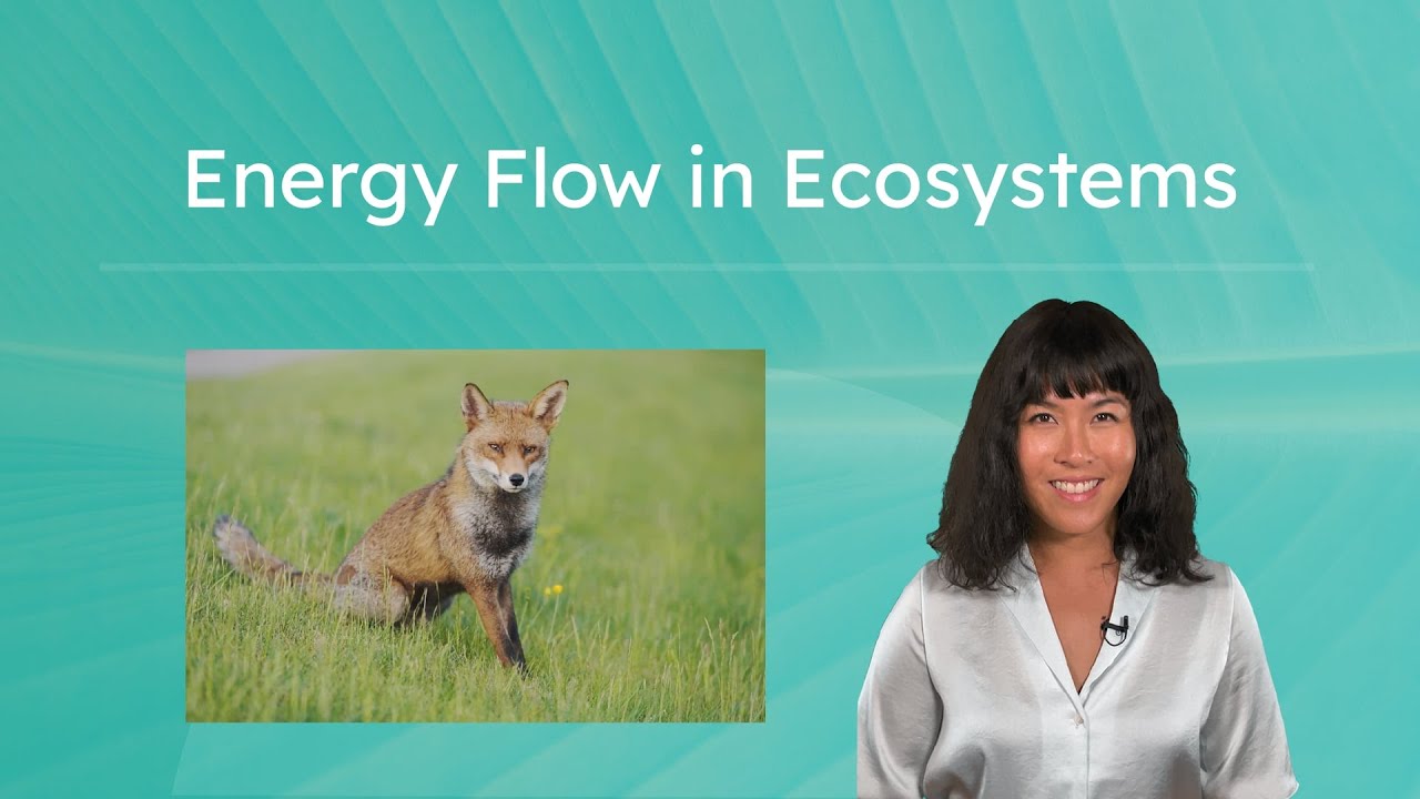 Energy Flow in Ecosystems - Environmental Science for Teens!