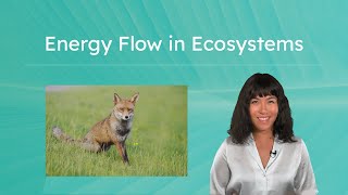 Energy Flow in Ecosystems - Food Chains and Food Webs