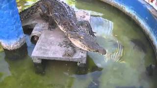 preview picture of video 'Corinto Crocodile'
