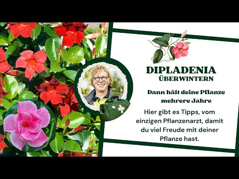 overwintering dipladenia