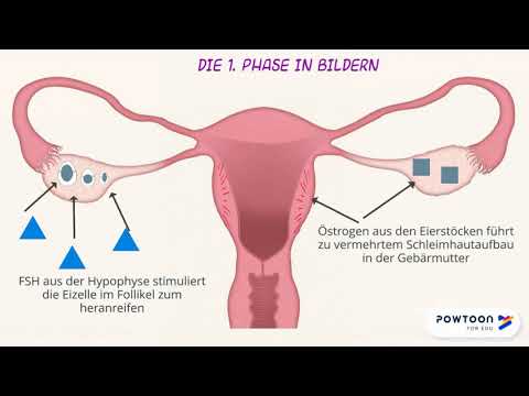 Der Menstruationszyklus - Erklärvideo