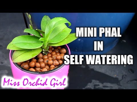 Mini Phalaenopsis Orchids repotting - Orchid with basal keiki