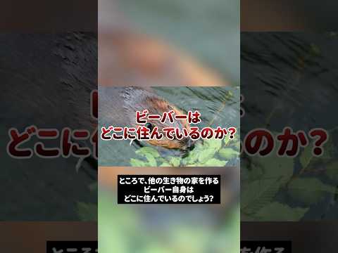 カナデンシスキャスター