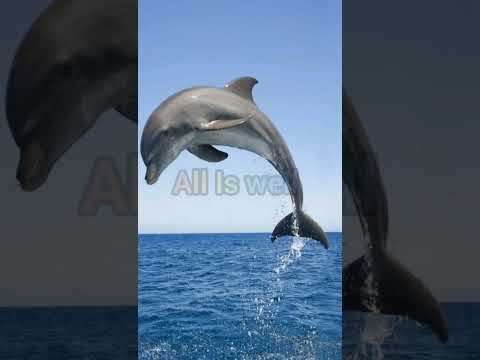 Shark Fish Is Bad 😡 DolPhin Fish Is Good🤩 #shark #dolphin #shorts #shortsvideo #viral #youtubeshorts