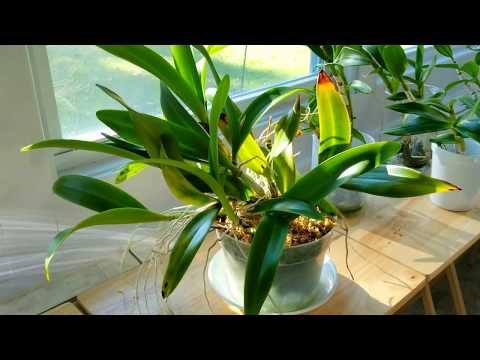 Tutorial on how I care for my Cattleya.