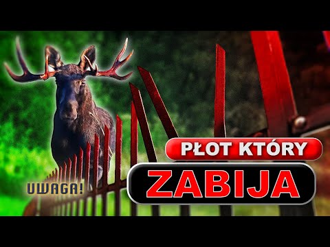 Łoś wpadł na ogrodzenie, nie pierwszy raz. „Konał w powolnych męczarniach” (UWAGA! TVN)