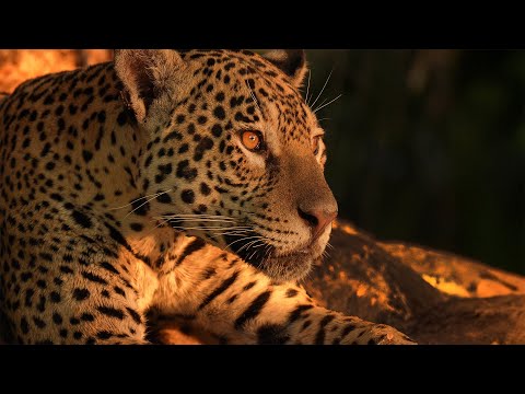 I Followed a Hungry Jaguar on a 24 Hour Hunt for Caiman | Brazil Pantanal | Robert E Fuller