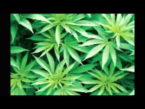 Waran T.R.U - Plantator