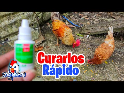 , title : 'Como CURAR cualquier ENF3RMED4D infecciosa en pollitos, gallinas o gallos?🐓 Como curar el Moquillo 🐤'