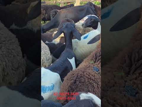 carneiros a venda em Dois Riachos Alagoas. tinga tiziu YouTube