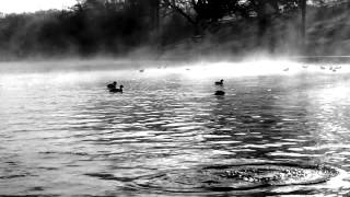 Barton Springs by Tony Hoagland