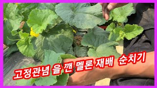 고정관념 을 깬 메론 재배 순치기~ 메론,멜론 재배방법,순지르기 키우기 귀농귀촌 솔림농원 텃밭
