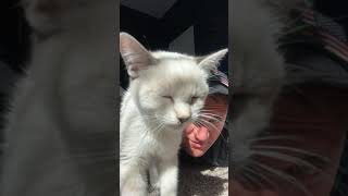 Other Cats Videos