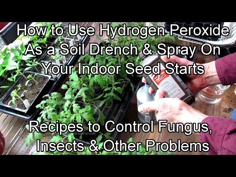 , title : 'How to Use Hydrogen Peroxide on Seed Starts to Control Fungus,  Insects & Other Problems: Recipes!'