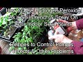 How To Use Hydrogen Peroxide On Seed Starts To Control Fungus Insects Other Problems Recipes