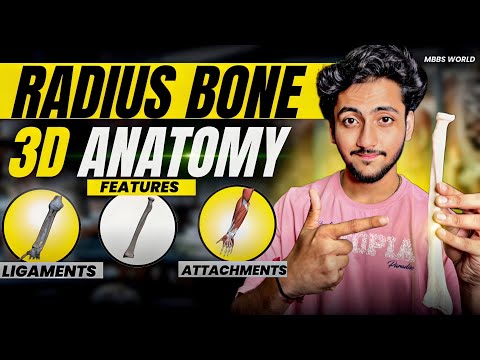 Radius Bone Anatomy 3D - Upper Limb | Attachments of Radius, Ligaments & Features | MBBS World