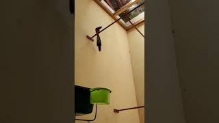 Download lagu di jual murai ekor panjang 24,cm harga 14 jt mp3 Download lagu di jual murai ekor panjang 24,cm harga 14 jt mp3