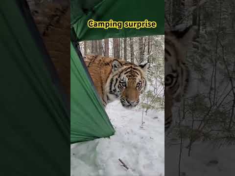 Tiger in my camping Tent!  #camping #animals #shorts