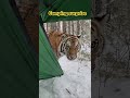 Tiger In My Camping Tent Camping Animals Shorts